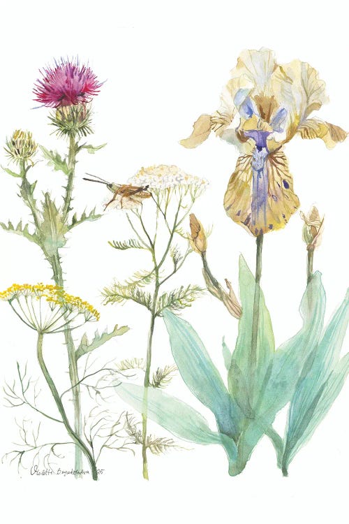 Iris, Yarrow And Dill Botanical Illustration
