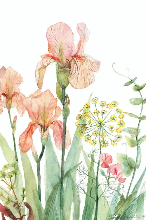 Iris, Dill And Sweet Pea Botanical Illustration