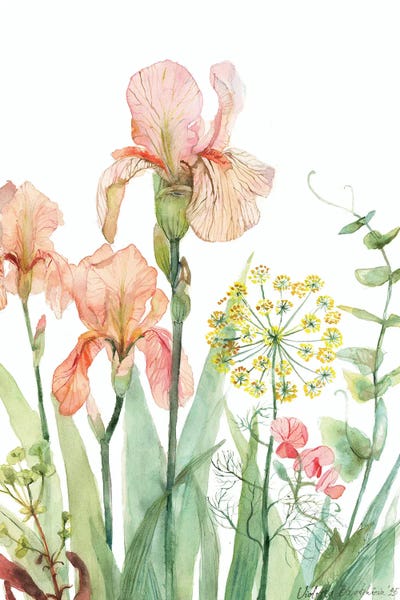 Irises: Iris, Dill And Sweet Pea Botanical Illustration by Violetta Boyadzhieva