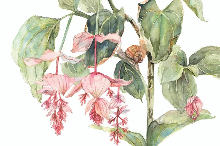 Medinilla Shrub With Snail