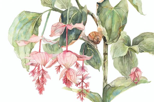 Snails: Medinilla Shrub With Snail by Violetta Boyadzhieva