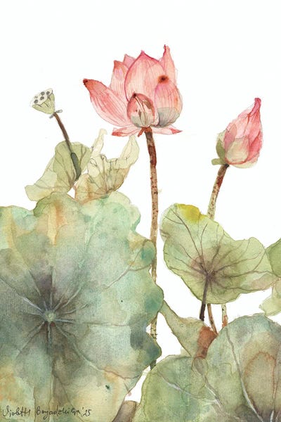 Lotuses: Pink Lotus Blossom And Leaves by Violetta Boyadzhieva