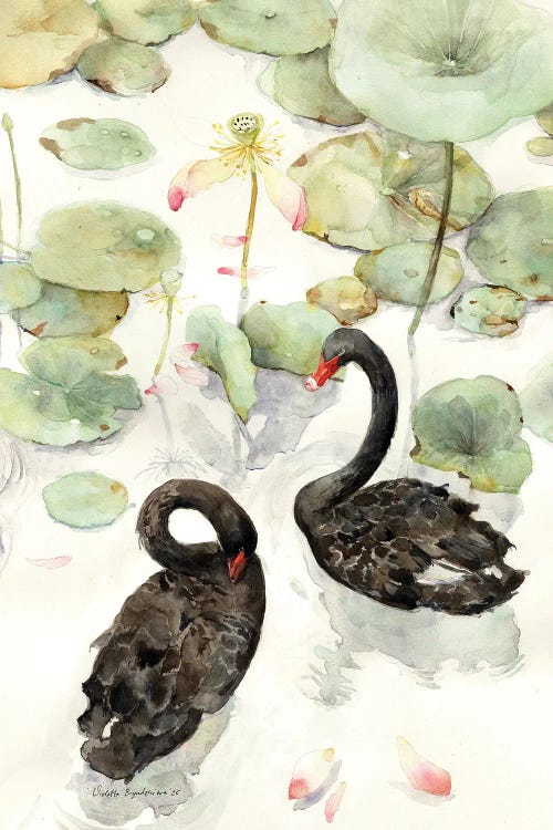 Lotus Lake With Black Swans