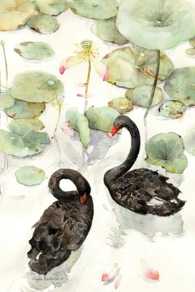Swans: Lotus Lake With Black Swans by Violetta Boyadzhieva