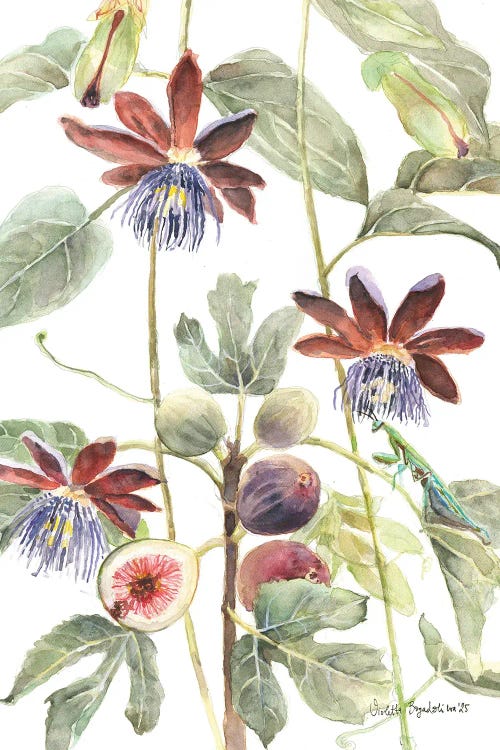Red Passiflora With Figs Botanical Illustration by Violetta Boyadzhieva canvas print