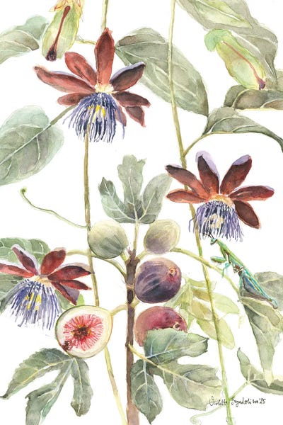 Violetta Boyadzhieva: Red Passiflora With Figs Botanical Illustration by Violetta Boyadzhieva