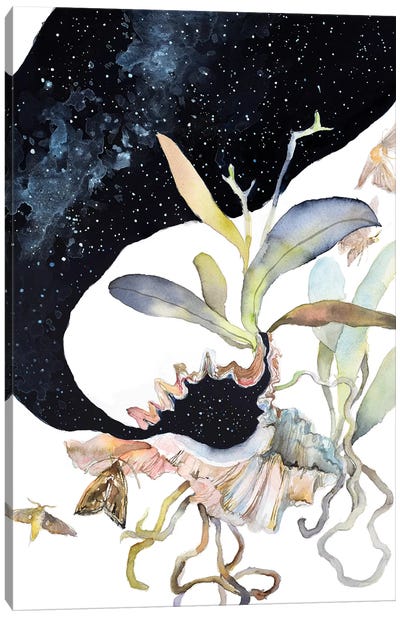 Cosmos Canvas Art Print - Violetta Boyadzhieva