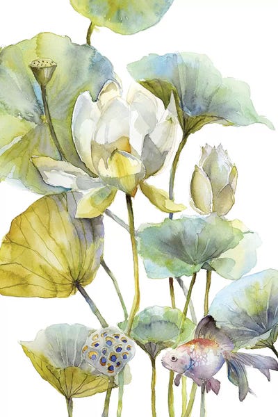 Lotus