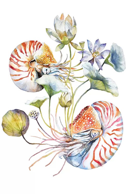 Nautilus by Violetta Boyadzhieva wall art