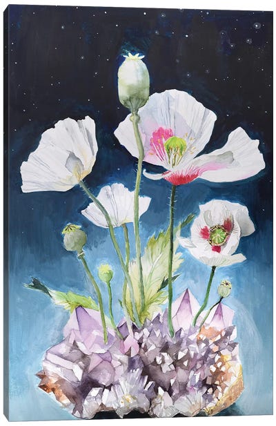 Somniferum Canvas Art Print - Violetta Boyadzhieva
