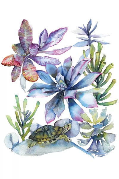 Succulents by Violetta Boyadzhieva framed canvas print