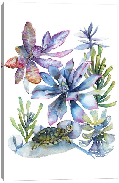 Succulents Canvas Art Print - Violetta Boyadzhieva
