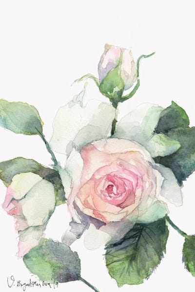 Vera Rose by Violetta Boyadzhieva canvas print