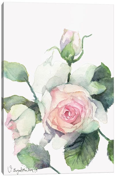 Vera Rose Canvas Art Print - Violetta Boyadzhieva