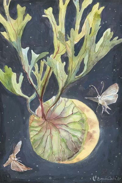 Moths: Tender Coup by Violetta Boyadzhieva