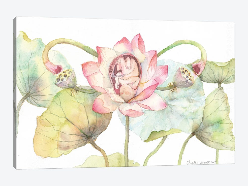 Lotus Blossom With A Baby, Uterus Metaphor, Floral Anatomy by Violetta Boyadzhieva 1-piece Canvas Artwork