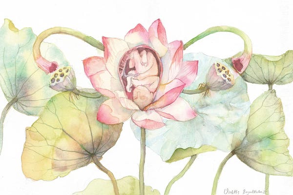 Lotuses: Lotus Blossom With A Baby, Uterus Metaphor, Floral Anatomy by Violetta Boyadzhieva