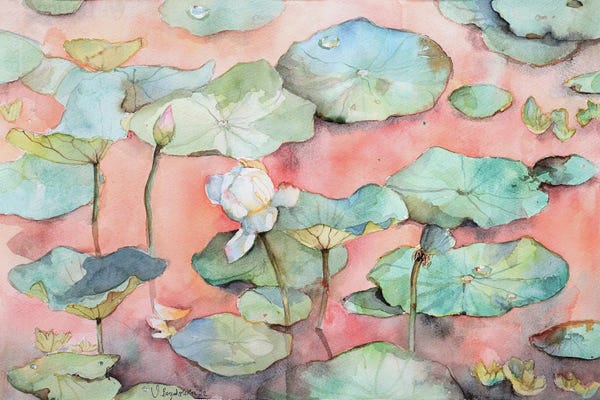Lotuses: White Lotus At A Sunset Lake by Violetta Boyadzhieva