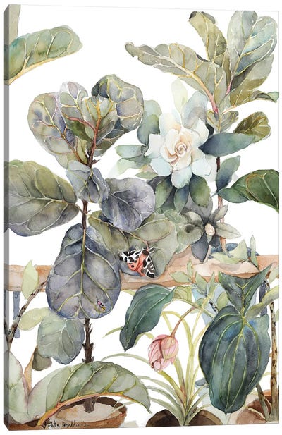 Ficus Lyrata, Medinilla, Gardenia, Indoor Plants, Illustration, Shades Of Green, Moth Canvas Art Print - Violetta Boyadzhieva