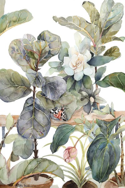 Ficus Lyrata, Medinilla, Gardenia, Indoor Plants, Illustration, Shades Of Green, Moth