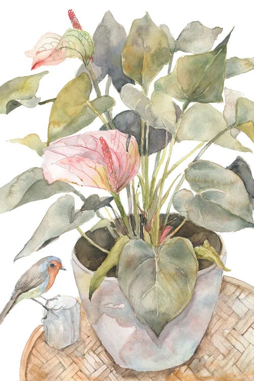 Anthurium And Bird, Flamingo Lily Plant In A Pot