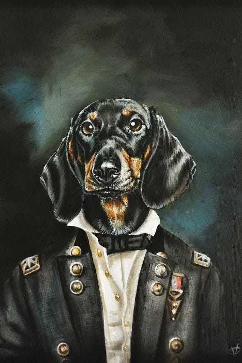 Distinguished Dachshund