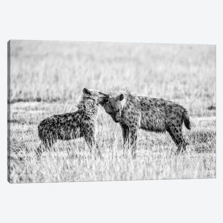 Hyena I Canvas Print #VDK1} by Vedran Vidak Canvas Art Print
