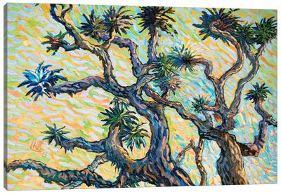 The Joshua Tree Canvas Art Print - Joshua Tree National Park