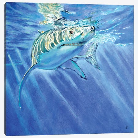 Shark Canvas Print #VFP109} by Viktoriya Filipchenko Art Print