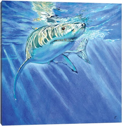Shark Canvas Art Print - Blue Art