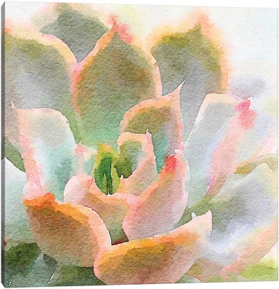 Succulente XI Canvas Art Print