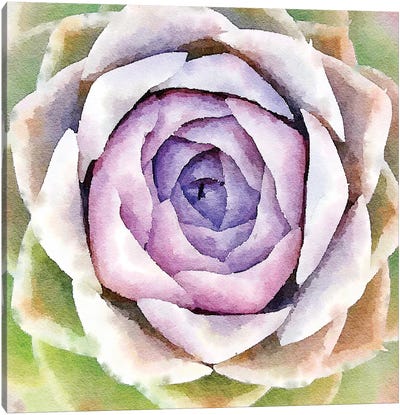 Succulente IV Canvas Art Print