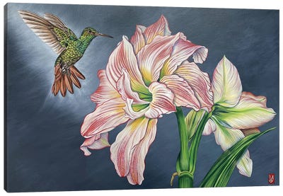 In A Wingbeat (Hummingbird And Amaryllis) Canvas Art Print - Amaryllis Art