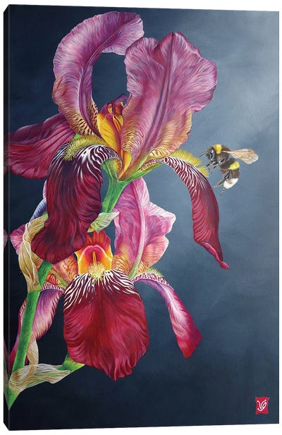 The Bumblebee And The Iris Canvas Art Print - Insect & Bug Art