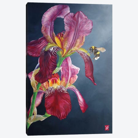 The Bumblebee And The Iris Canvas Print #VGL36} by Valerie Glasson Canvas Wall Art