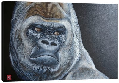 Asato (Gorilla) Canvas Art Print - Valerie Glasson