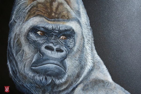 Gorillas: Asato (Gorilla) by Valerie Glasson