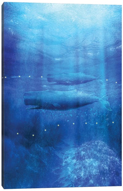 Save The Whales Canvas Art Print - Viviana Gonzalez