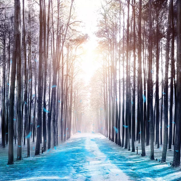 Viviana Gonzalez: Feather Dance In Winter by Viviana Gonzalez