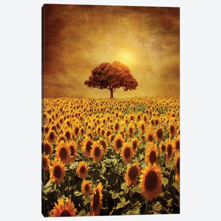 Lone Tree & Sunflowers Field Canvas Print #VGO6} by Viviana Gonzalez Canvas Art Print