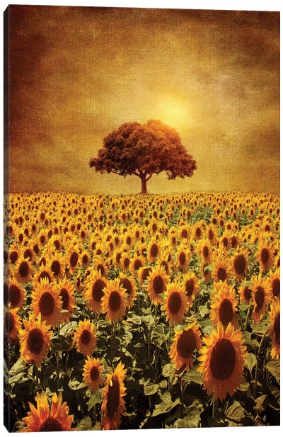 Lone Tree & Sunflowers Field Canvas Art Print - Yellow Art