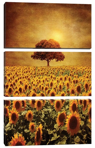 Lone Tree & Sunflowers Field Canvas Art Print - 3-Piece Tree Art