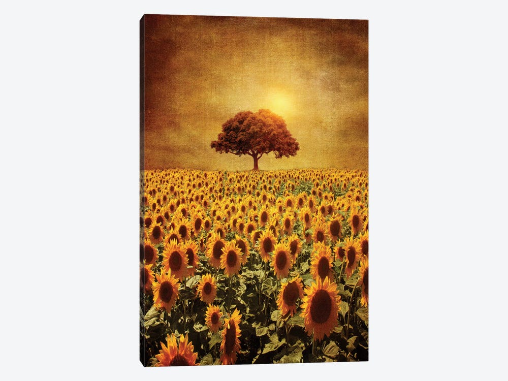 Lone Tree & Sunflowers Field by Viviana Gonzalez 1-piece Canvas Art Print
