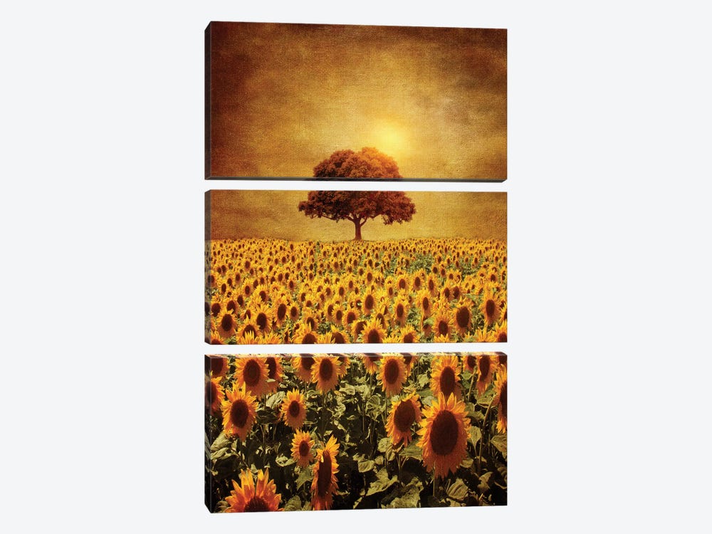 Lone Tree & Sunflowers Field by Viviana Gonzalez 3-piece Canvas Print