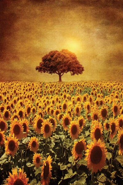 Gardens & Floral Landscapes: Lone Tree & Sunflowers Field by Viviana Gonzalez