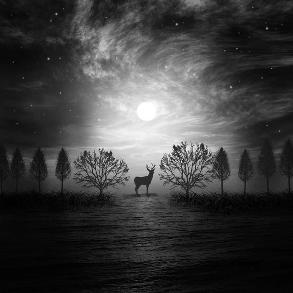 Night Sky: Into The Wild by Viviana Gonzalez