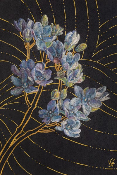 Blue & Gold: Oxypetalum by Alona Vakhmistrova