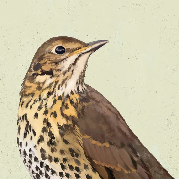 Thrush