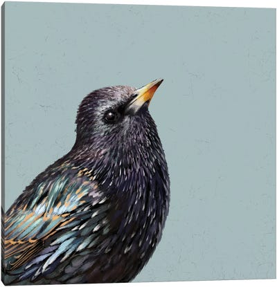 Starling Canvas Art Print - The Art of the Feather