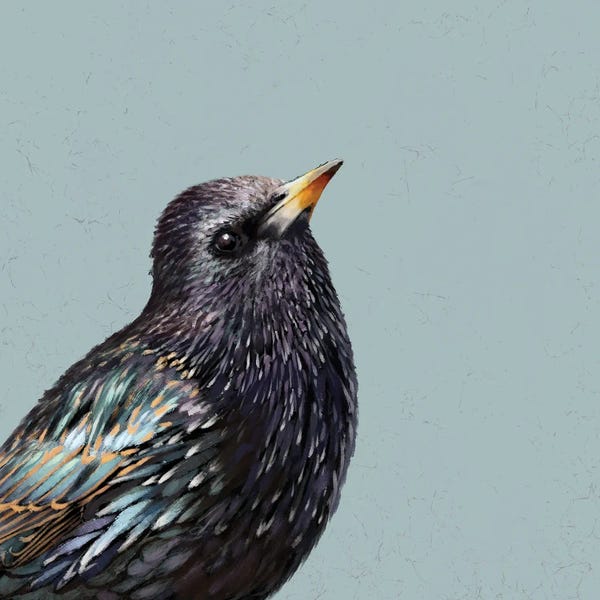 The Art Of The Feather: Starling by Vicki Hunt